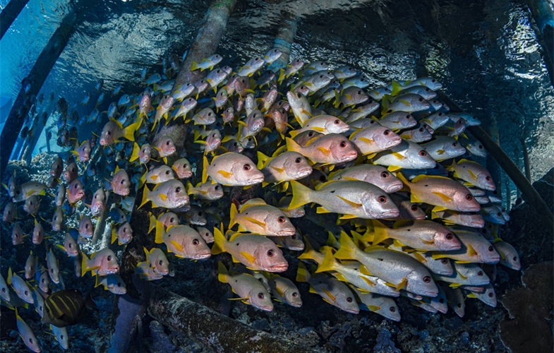Vanishing Fish, Shrinking Catches: How Overfishing is Undermining ...