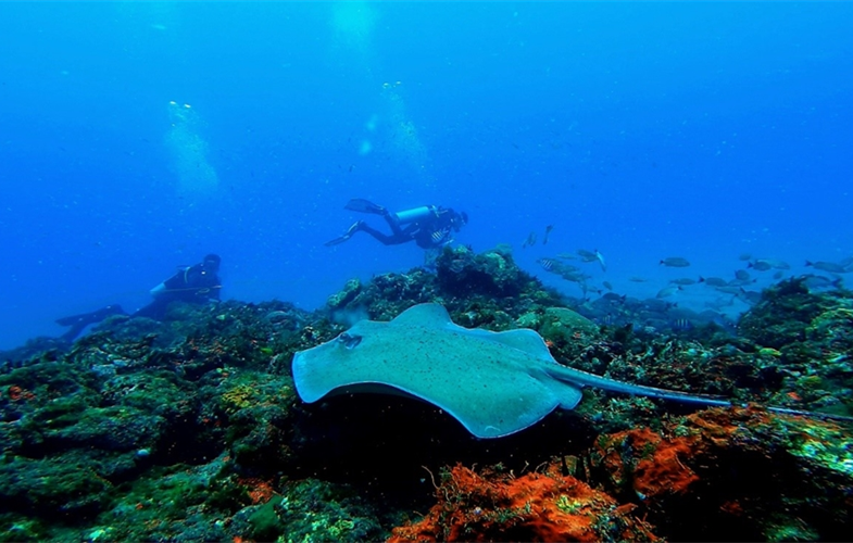 Coral reefs in Brazil’s largest Marine Protected Area, the Costa dos Corais © Pedro Pereira 