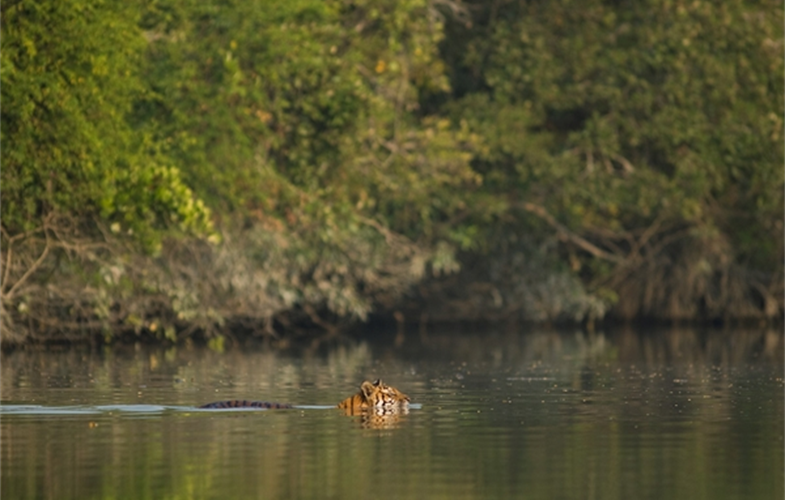 Tiger swimming in SundarbansCredit: Rubaiyat Mansur 