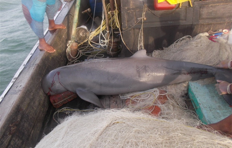 Endangered Irrawaddy dolphin caught in gillnet that catches Blackspotted croakers Credit: WCS Bangladesh